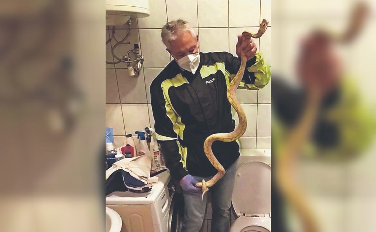 Serpiente pitón sale de la taza de baño y le da mordida en los 'gumaros' a un hombre