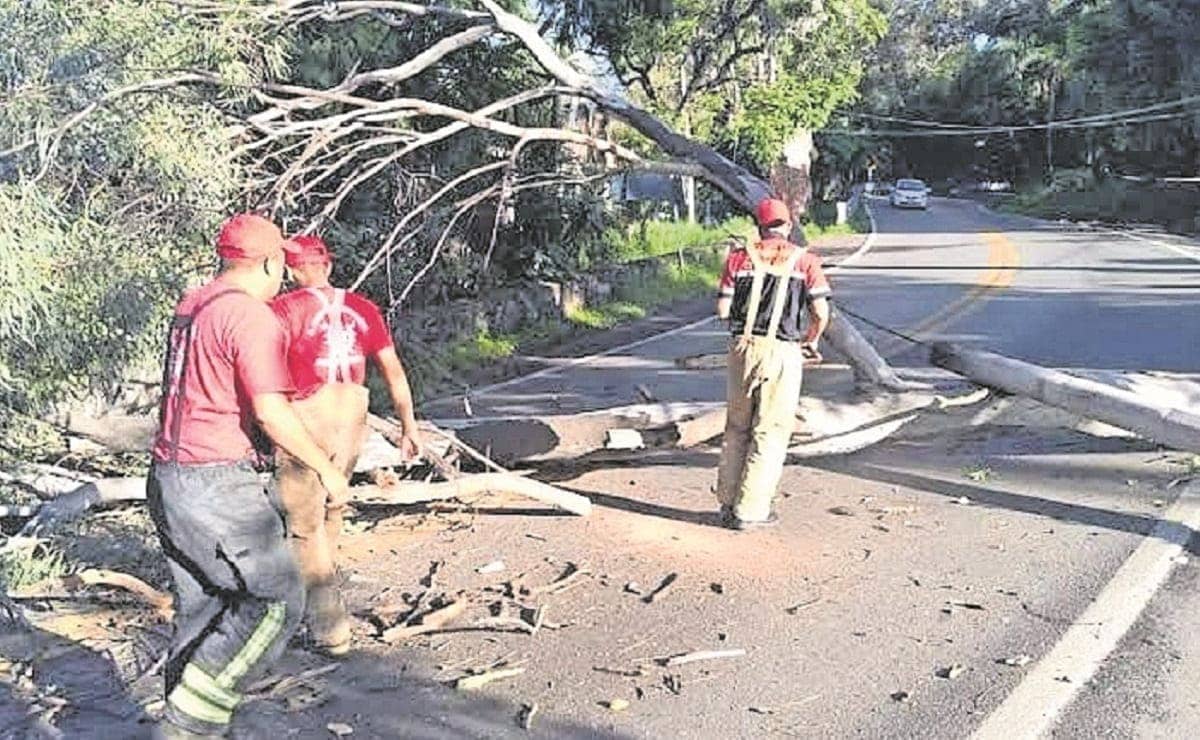 Protección Civil pide a la ciudadanía reportar árboles a punto de colapsar, en Morelos