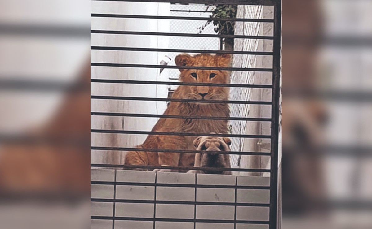 Vecinos denuncian que león pone en peligro sus vidas en Atizapán, el felino tiene amigo perro