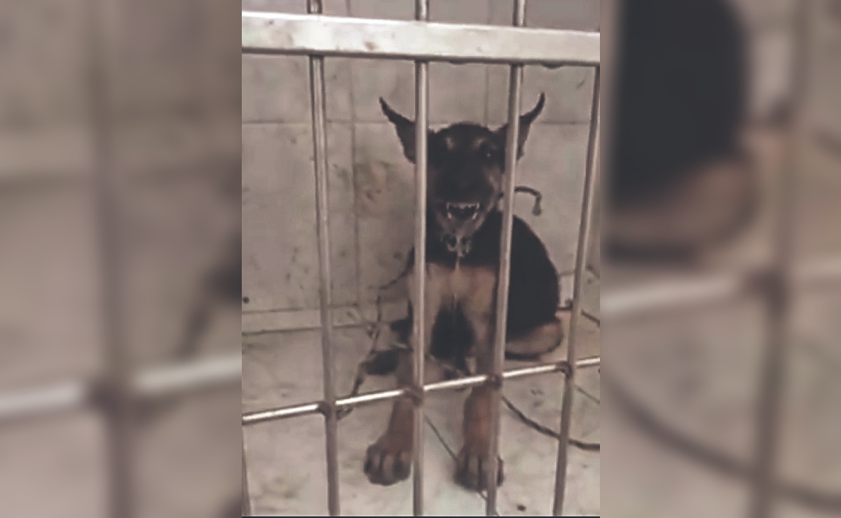 Detectan caso de rabia en un perrito de Morelos, expertos temen más contagios