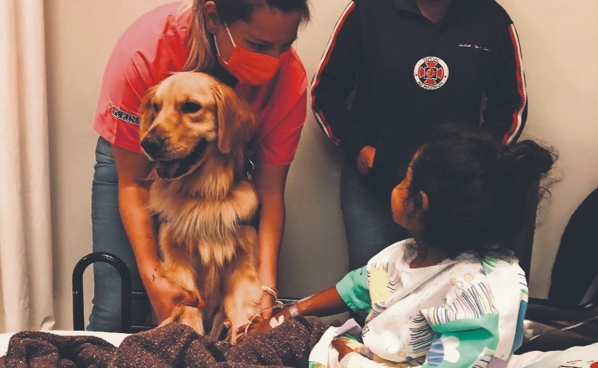 Perroterapia ya es una realidad en México, llega la primera unidad canina de América Latina