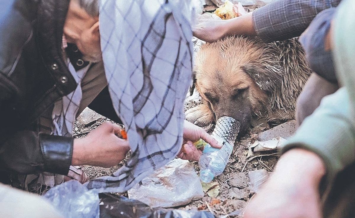 Vagabundos hacen drogadictos a perros callejeros para no pasar frío, en Afganistán