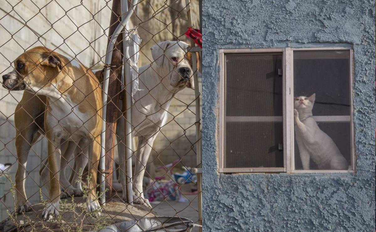Mascotas llevan 4 días atrapadas en la casa donde asesinaron a una familia, en Tijuana