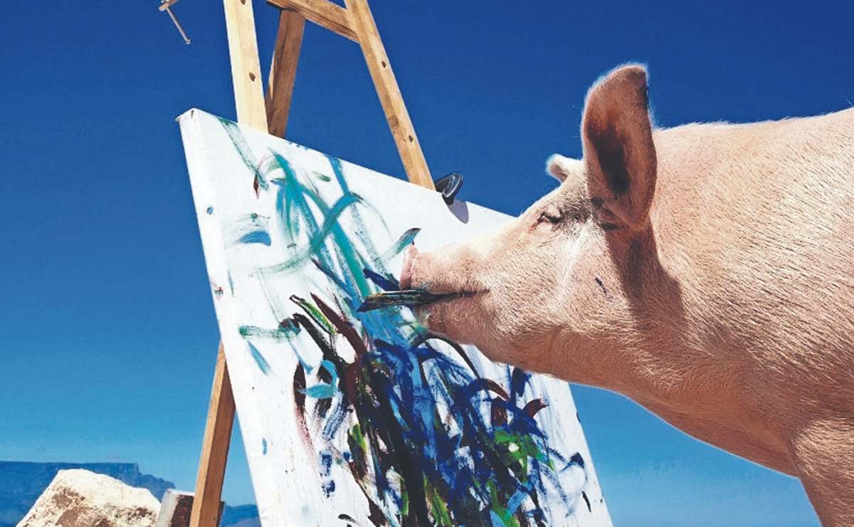 Pigcasso, la cerdita pintora en África que vendió cuadro en medio millón de pesos
