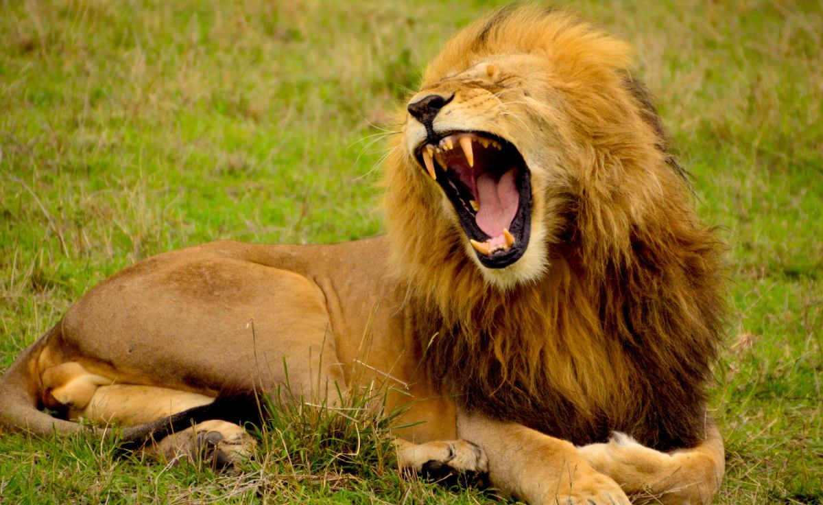 Un hombre es devorado por un león tras intentar robar uno de sus cachorros,  en Ghana | El Gráfico Historias y noticias en un solo lugar