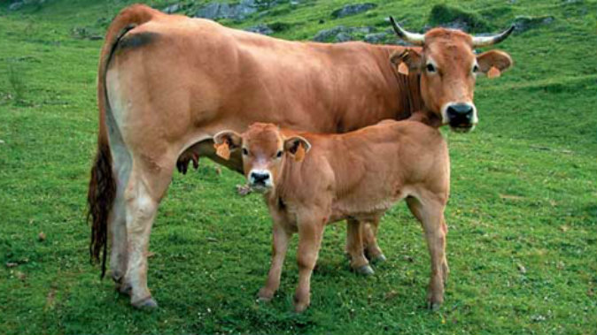 vaca y ternero