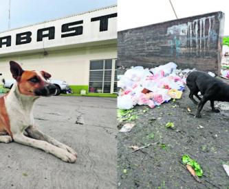 abandono de perros Toluca 