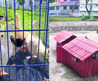 estanque patos alameda central toluca recibe nuevas aves inquilinos al agua patos ataque de perros