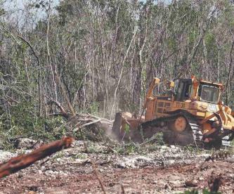 Deforestación selvática por el Tren Maya dejará más pérdidas que ganancias, aseguran expertos