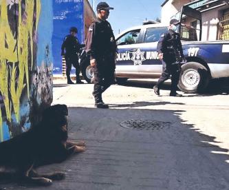 ¡Va de nuevo! Otro perrito se pasea con restos humanos en el hocico, ahora pasó en Oaxaca