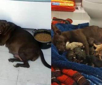 Alumnos mexicanos adoptan a perrita embarazada ¡y le hacen baby shower!