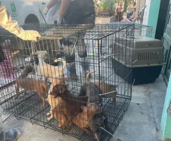 Rescatan a 17 perritos maltratados durante cateo dentro de una casa, en Nuevo León