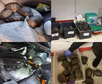 Choque en Puebla se convierte en rescate de casi 300 tortuga en peligro de extinción