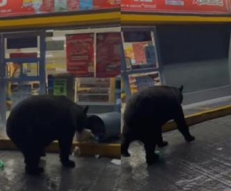 Captan a oso husmeando basura afuera de un Oxxo en Monterrey