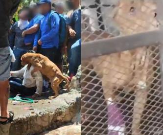 Perrito se hace viral al intentar defender a presunta asesina de la niña Camila, en Taxco