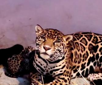 Nacen 3 jaguares en Chapultepec, es una especie en peligro de extinción