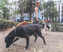 Por miedo al agua contaminada, en la Benito Juárez ya no quieren bañar a los lomitos