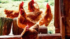Preocupa a la OMS amenaza creciente de la gripe aviar, ¿humanos nos podemos contagiar?