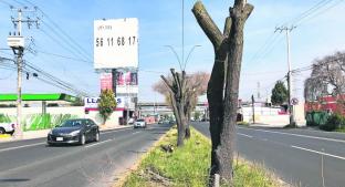 Sacrifican árboles por paisaje urbano, en Metepec. Noticias en tiempo real