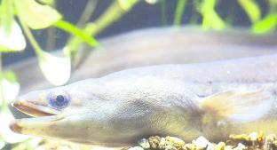 Cocaína concentrada en el río Támesis "pone locas" a las anguilas, en Reino Unido . Noticias en tiempo real