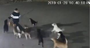 Cámaras captan violento ataque de una jauría de perros contra una mujer, en Tecámac. Noticias en tiempo real