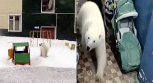 Invasión de osos polares en Rusia provoca estado de emergencia. Noticias en tiempo real