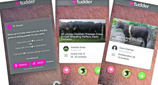 Abren app tipo Tinder para unir vacas y toros. Noticias en tiempo real