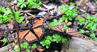 Ejidatarios mantenían oculto santuario de mariposa monarca, en Toluca. Noticias en tiempo real