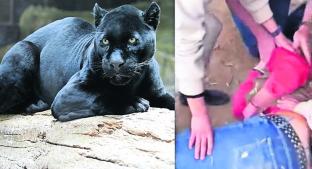 Jaguar ataca a mujer por intentar ‘selfie’, zoológico culpa a la chica. Noticias en tiempo real