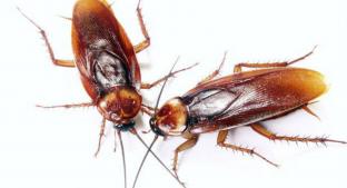 Investigadores del IBE proponen la esterilización genética para combatir a las cucarachas. Noticias en tiempo real