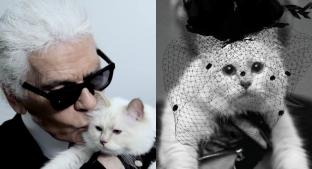 La gatita de Karl Legarfeld continúa el legado y lanza su primera colección de moda. Noticias en tiempo real