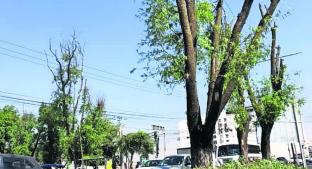 Sin proceder denuncias de tala ilegal de árboles, en Metepec. Noticias en tiempo real