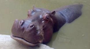 Muere hipopótamo de 43 años en el Zoológico de San Juan de Aragón. Noticias en tiempo real
