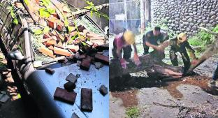 Ventarrón causa caída de árboles y colapso de una barda, en Morelos. Noticias en tiempo real