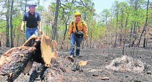 Brigadistas se exponen por sueldos bajos, carencia de contrato y sin seguro, en Oaxaca. Noticias en tiempo real