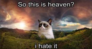 Dueños anuncian que Grumpy Cat partió al cielo de los gatitos enojados. Noticias en tiempo real