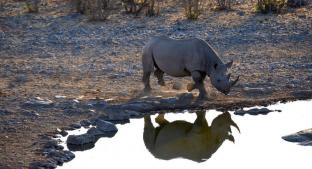 Muere el último rinoceronte macho de Sumatra, en Malasia. Noticias en tiempo real