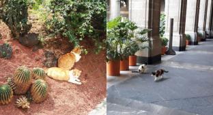 #ConLosGatosNo denuncian iniciativa para ‘dormir’ gatitos de Palacio Nacional. Noticias en tiempo real