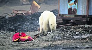 Oso polar busca comida en ciudad. Noticias en tiempo real