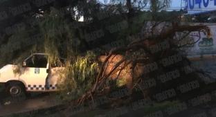 Árbol de más de 10 metros cae sobre combi y muere pasajero, en Edomex. Noticias en tiempo real
