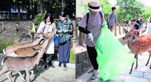 Mueren ciervos de un parque por comer plástico que desechan los turistas, en Japón. Noticias en tiempo real