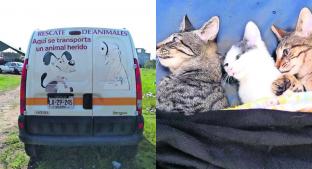 Ambulancias dan primeros auxilios a mascotas maltratadas o atropelladas, en Toluca. Noticias en tiempo real