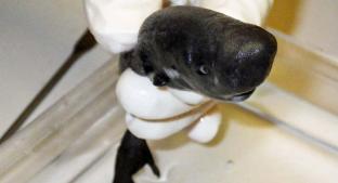 Encuentran nueva especie de tiburón en el Golfo de México. Noticias en tiempo real