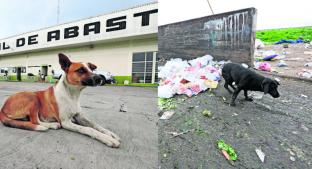 ¡Alarmante!, aumenta el abandono de perros en Toluca . Noticias en tiempo real