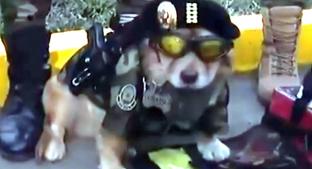 ‘Chato’, el perrito policía que se hizo viral por desfilar con su propia pistola. Noticias en tiempo real
