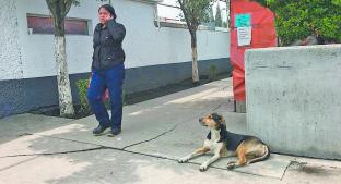 Aumenta maltrato y abandono de perros en el Estado de México. Noticias en tiempo real