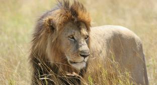 Difunden video de cazadores matar a quemarropa a león y causa indignación. Noticias en tiempo real