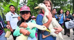 Niños apadrinan a los patos que llegaron a la Alameda Central, en Toluca. Noticias en tiempo real