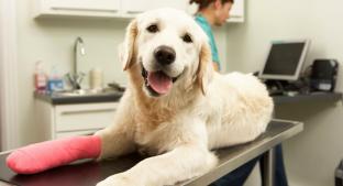 Día del Médico Veterinario Zootecnista, ¡celebra el día de los que cuidan a tus mascotas!. Noticias en tiempo real