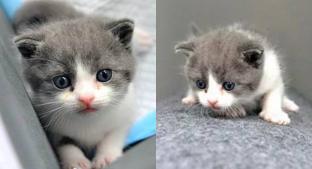 ¡Nos encorazona! Nace Garlic, el primer gato clonado, en China. Noticias en tiempo real
